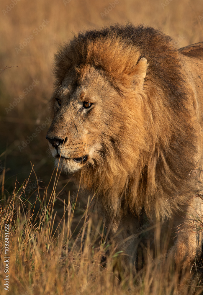Closeup of a Lion at Masai Mara, Kenya