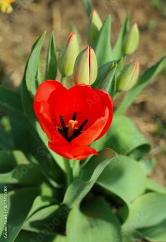 red tulip flower
