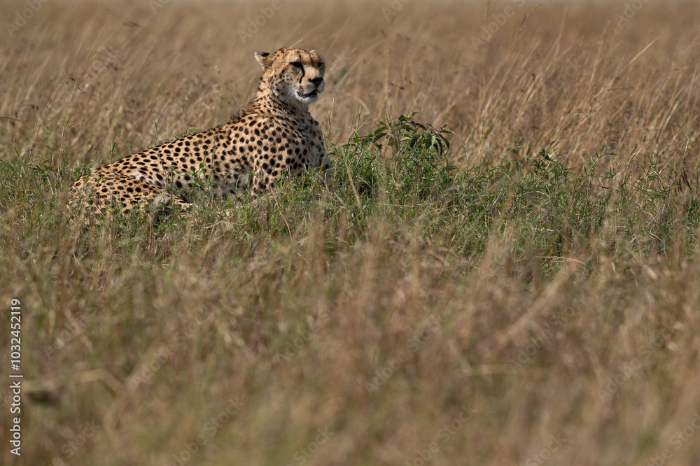 Cheetah resting on a mound at Masai Mara, Kenya Cheetah resting on a mound at Masai Mara, Kenya