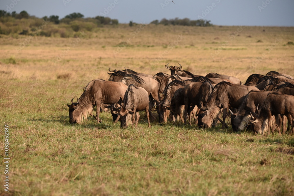 A herd of Wildebeest grazing in the Masai Mara, Kenya. A herd of Wildebeest grazing in the Masai Mara, Kenya.