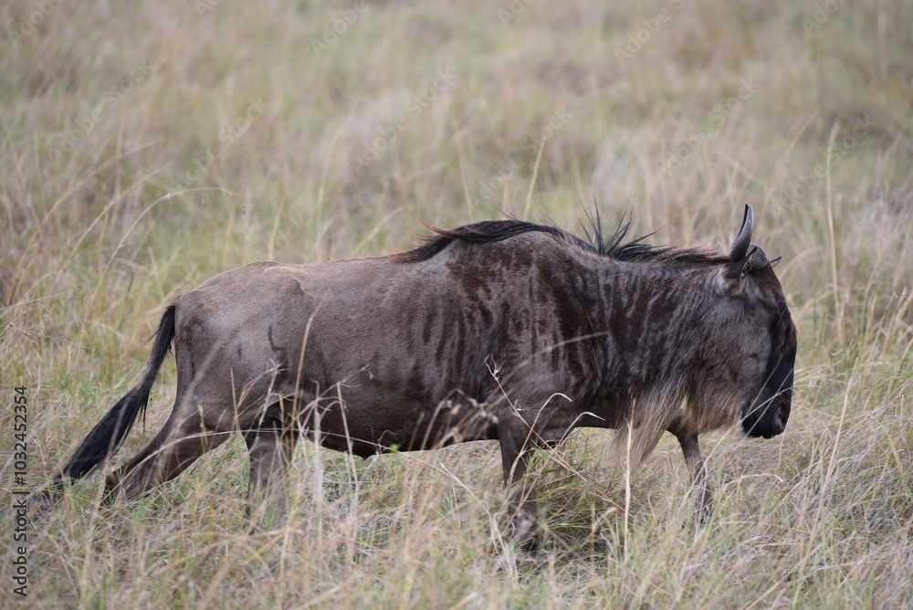 A single Wildebeest walking in the Masai Mara. A single Wildebeest walking in the Masai Mara.