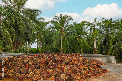 Fresh Fruit Bunch FFB in a Palm Oil Plantation after cutting photo