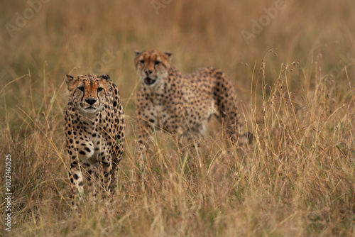 Closeup of a pair of Cheetah walking in the mid of grasses at Masai Mara