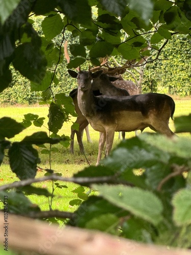 Stag