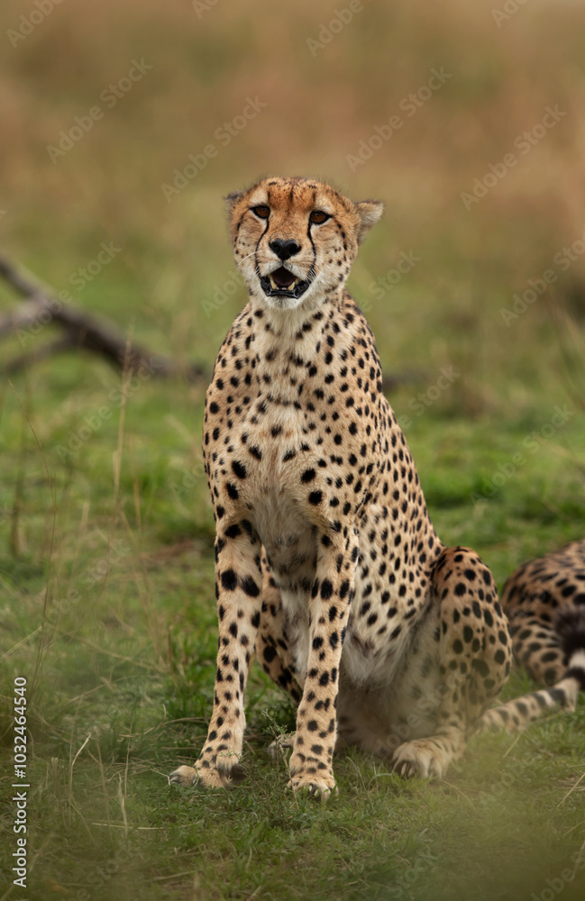 Portrait of a Cheetah on green at Masai Mara, Kenya Portrait of a Cheetah on green at Masai Mara, Kenya