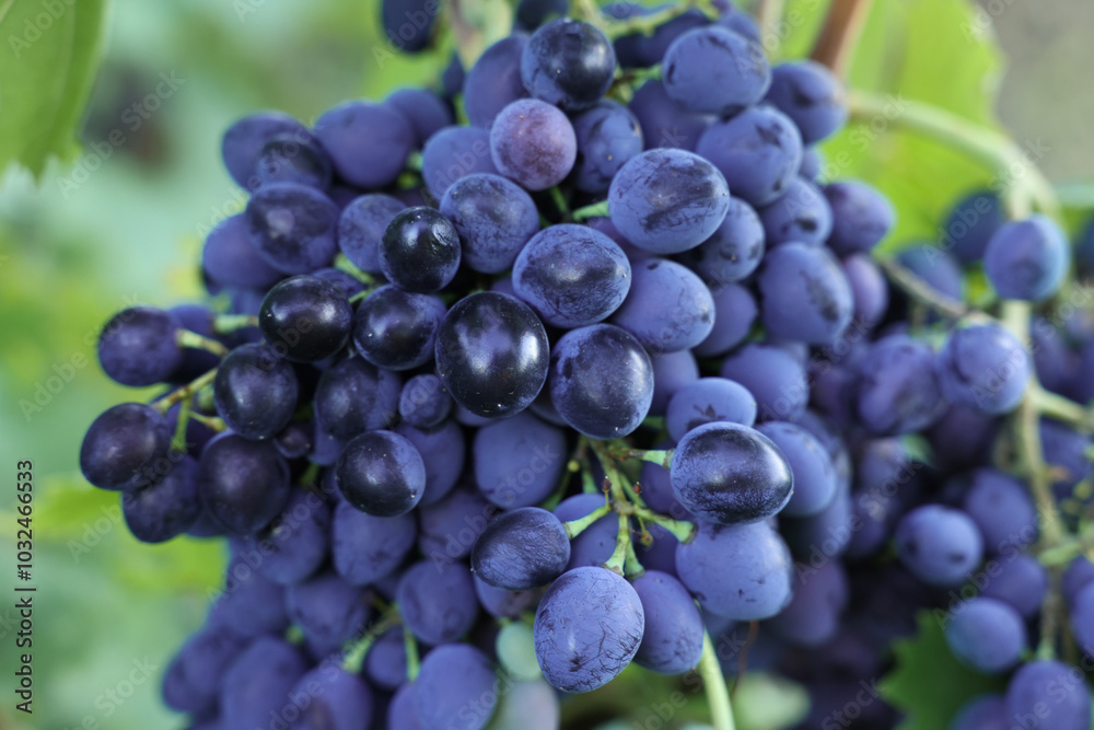 Fototapeta premium Ripe juicy grapes growing in vineyard outdoors, closeup