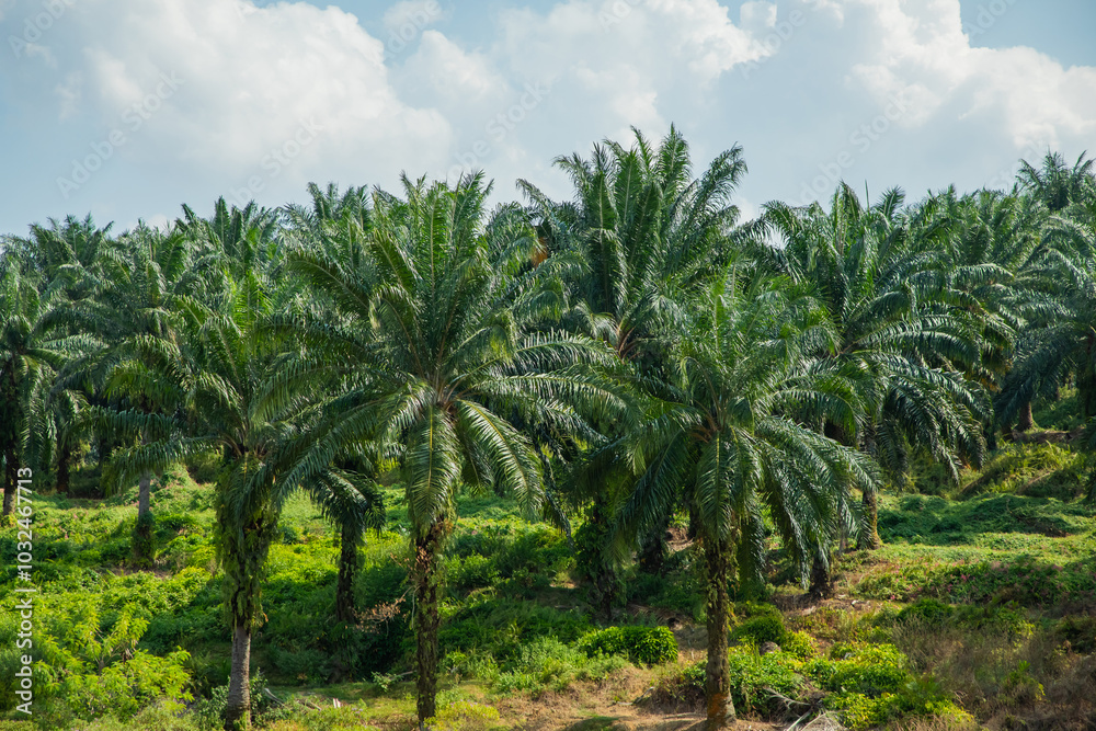 palm tree alley way along roads