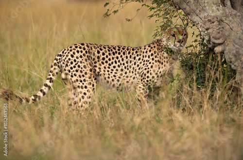 Cheetah near a tree for scent marking at Masai Mara, Kenya photo