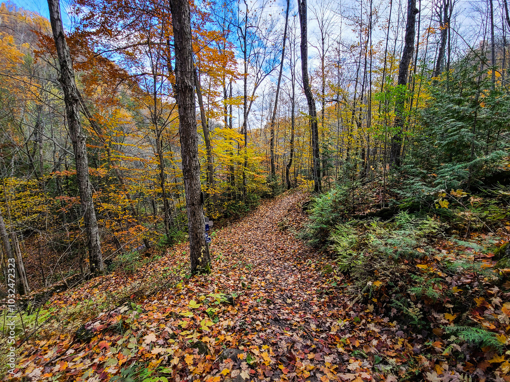 Fallen colorful leaves covering a path through the woods surrounded by gorgeous autumn colors. Fallen colorful leaves covering a path through the woods surrounded by gorgeous autumn colors.
