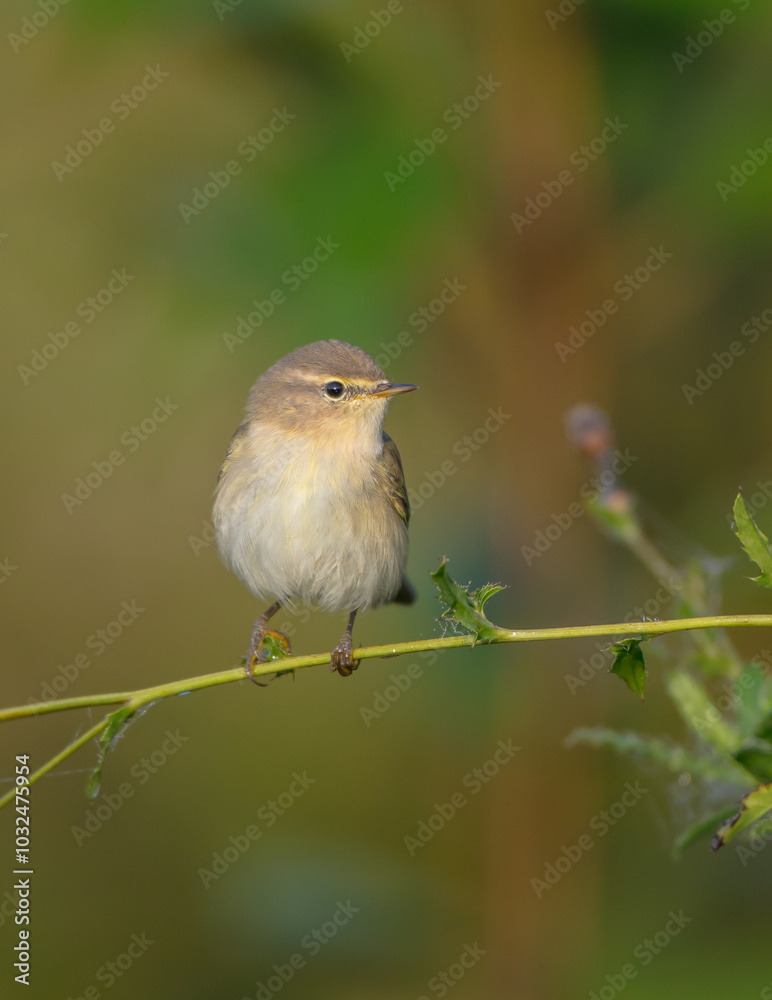 Common chiffchaff - in autumn at a wet forest Common chiffchaff - in autumn at a wet forest
