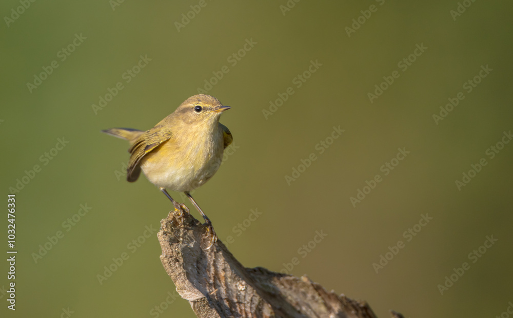 Obraz premium Common chiffchaff - in autumn at a wet forest 