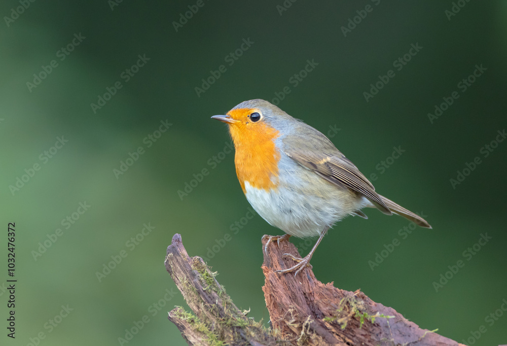The European robin - at the wet forest in autumn The European robin - at the wet forest in autumn