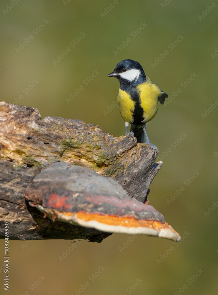 Obraz premium Great tit in autumn at a wet forest