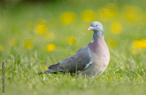 Common wood pigeon - in a city park in spring 