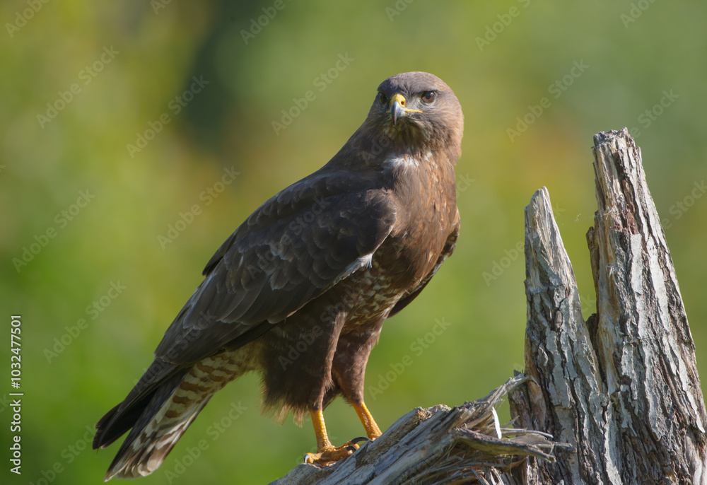Common Buzzard in spring at a wet forest Common Buzzard in spring at a wet forest