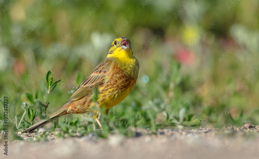 Yellowhammer - male in summer Yellowhammer - male in summer