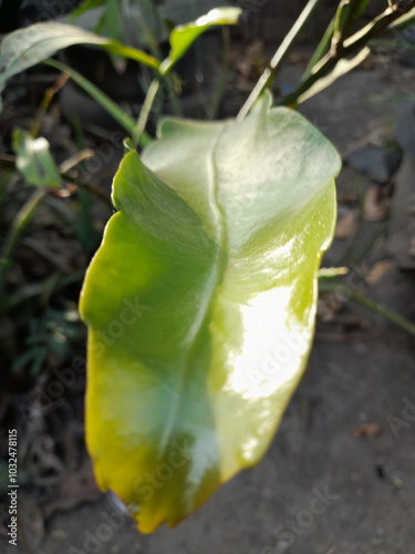 Wijaya Kusuma leaves exposed to sunlight photo