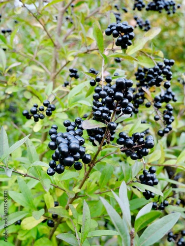 Berries on a bush of wild privet, common privet or European privet (Ligustrum vulgare)