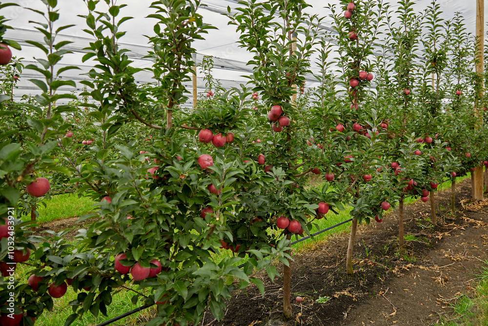 Apple orchard, greenhouse. Agriculture. Environmental products