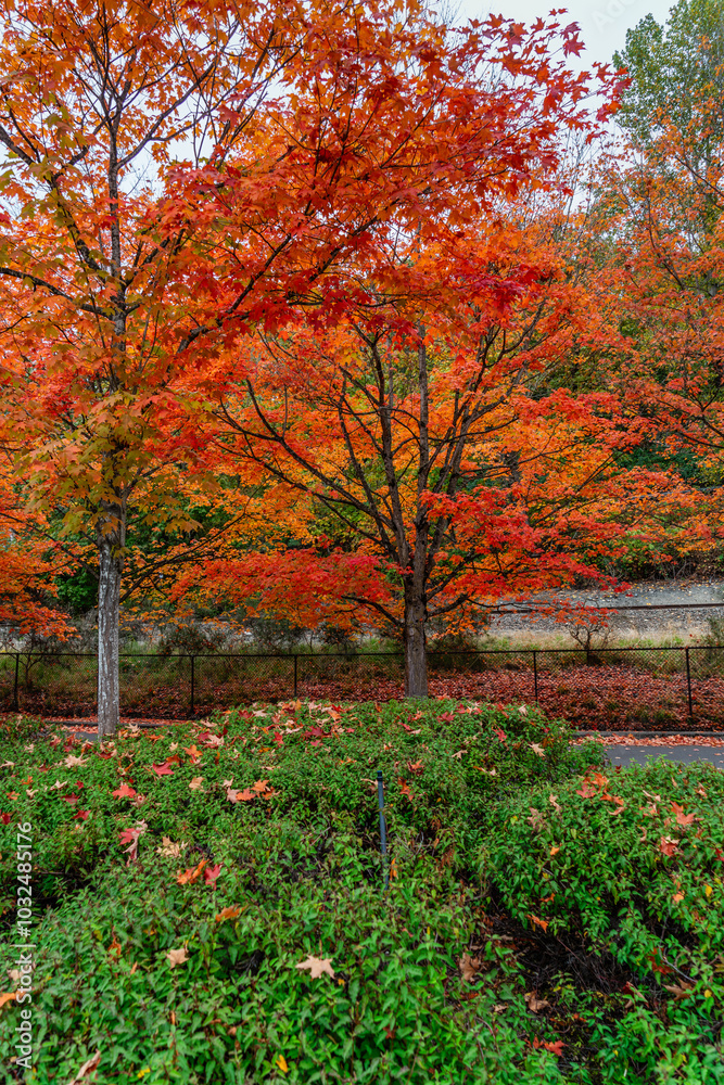 Naklejka premium Brillaint Park Leaves 2