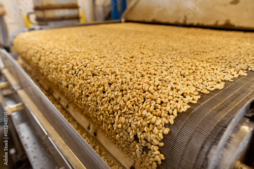 Processing and roasting of peanuts on an industrial scale. Industrial food production.