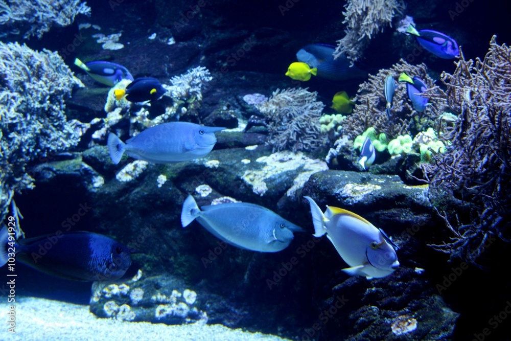 Fische, Aquazoo, Düsseldorf Fische, Aquazoo, Düsseldorf