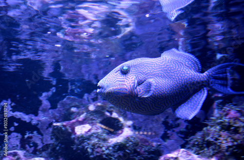 Fische, Aquazoo, Düsseldorf photo