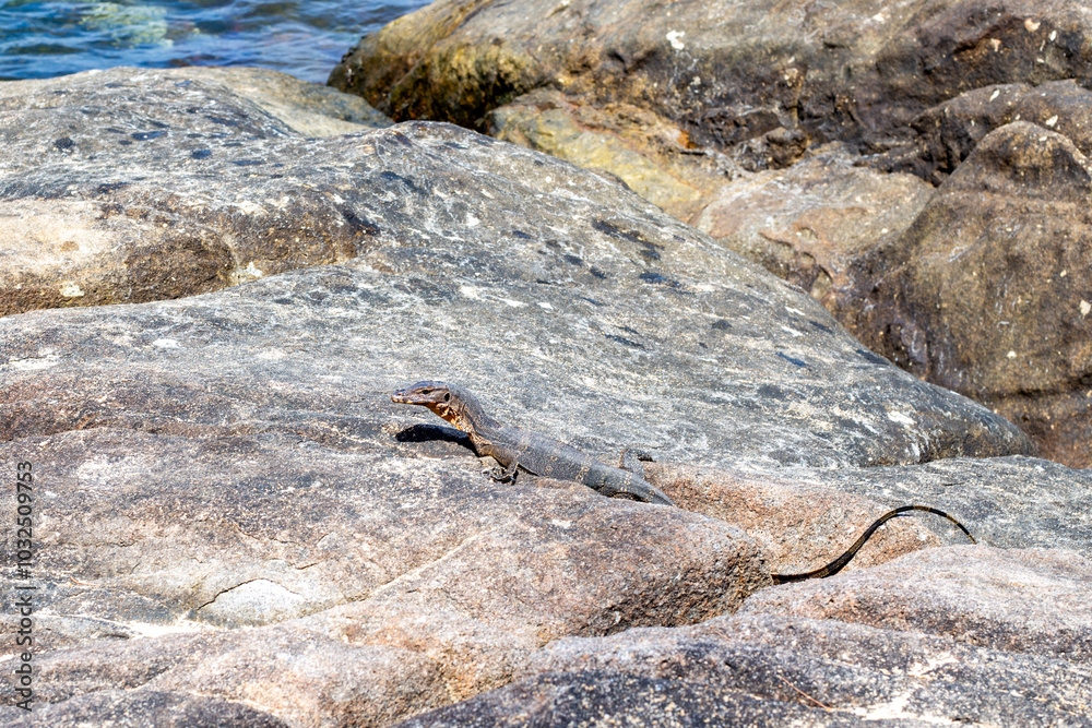 Grey monitor lizard crawls on stones. Wild animals in nature Grey monitor lizard crawls on stones. Wild animals in nature