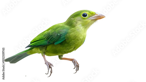 Green Broadbill Bird, on Transparent PNG Background, Photo Realistic, Wallpaper, Cover and Screen for Smartphone, PC, Laptop, Transparent PNG