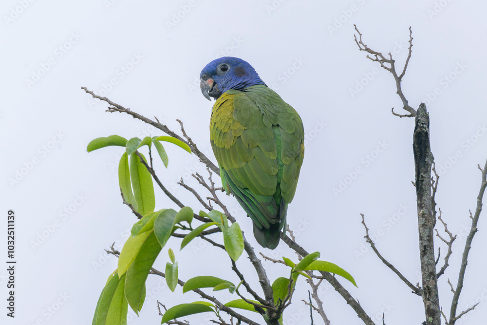 Naklejka premium Blue-headed Parrot (Pionus menstruus)