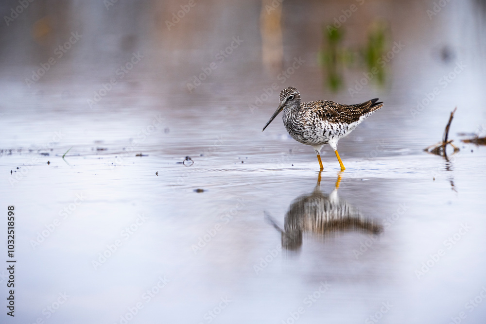 Obraz premium Greater Yellowlegs hunting for food on the shoreline of a St. Lawrence River.