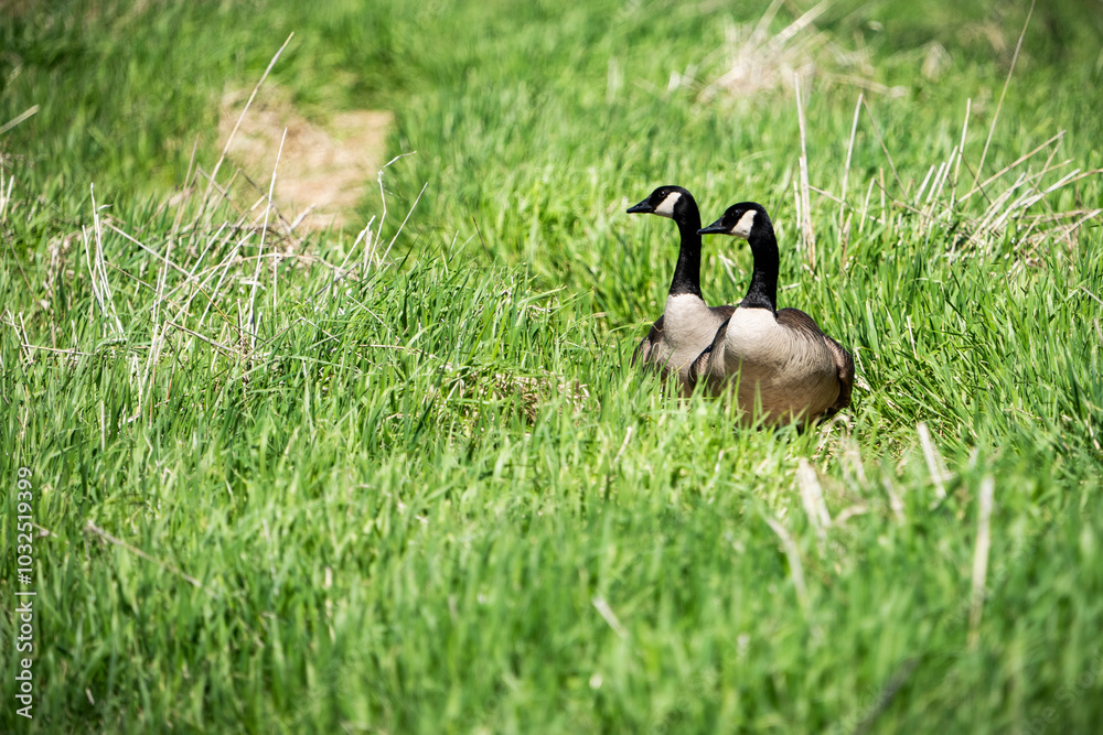 A pair of Canada Geese exploring the coastline of an island on the St. Lawrence River. A pair of Canada Geese exploring the coastline of an island on the St. Lawrence River.