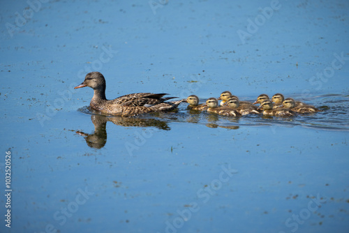 Female mallard duck and its ducklings in a marsh along the St. Lawrence River.