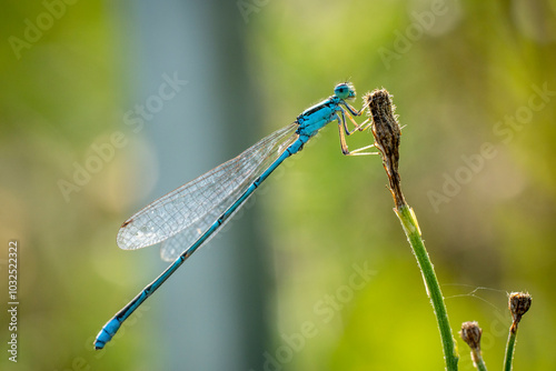 A bluet damselfly perched on pond vegetation. photo