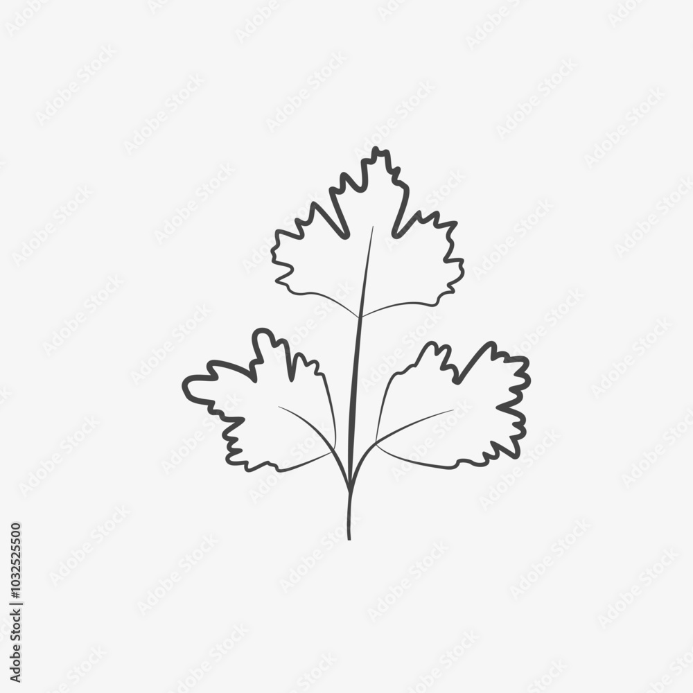 Hand drawn parsley, sketch. Herb, culinary spice, ingredient for meal. Vector Hand drawn parsley, sketch. Herb, culinary spice, ingredient for meal. Vector
