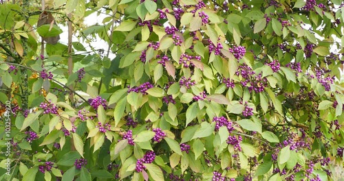 Callicarpa bodinieri - Bodinier's beautyberry shrub bearing clusters of tight glossy purple berries along arching stems with medium green leaves turning green to yellow-orange
 photo