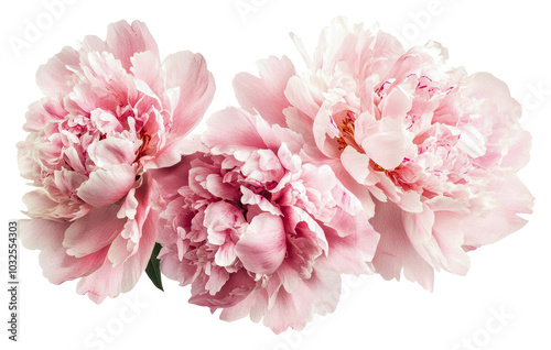 Blooming pink peonies create vibrance isolated on transparent background
