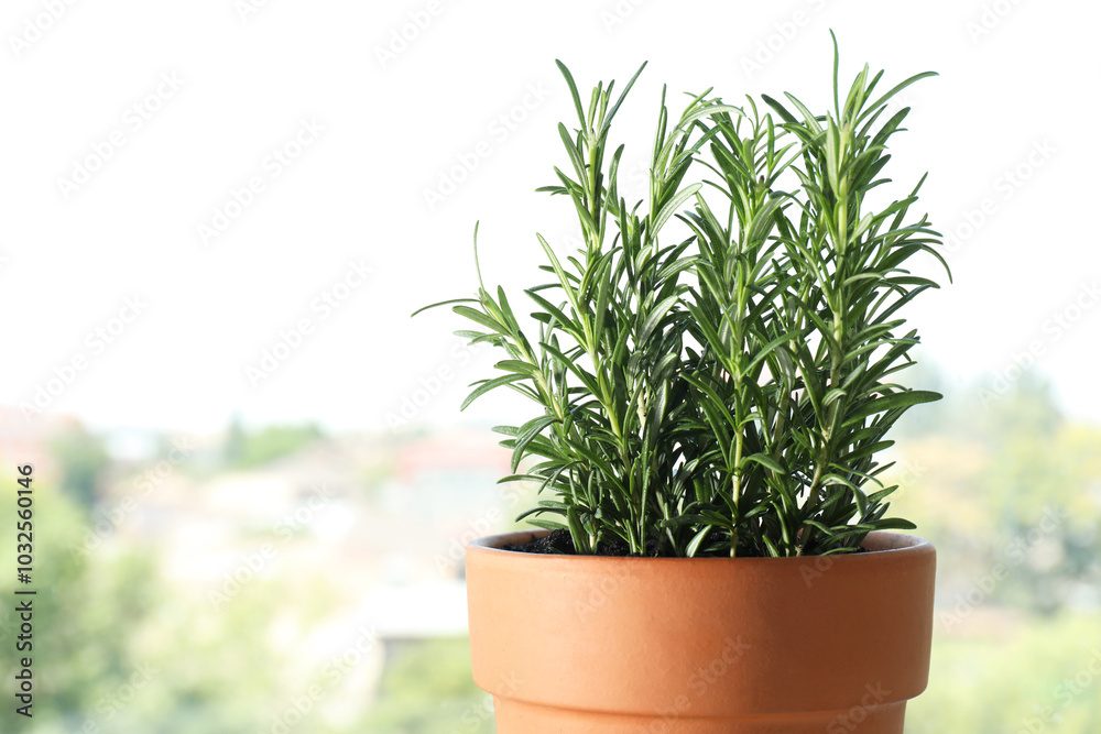 Rosemary plant growing in pot near window, space for text. Aromatic herb Rosemary plant growing in pot near window, space for text. Aromatic herb