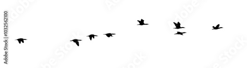 flock of birds silhouette isolated on transparent clear background	