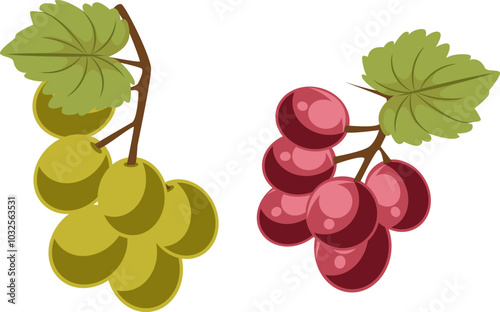 Red and Green Grapes Illustration
