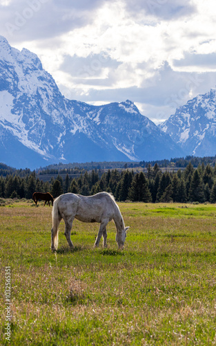 Tranquil Horse Grazing in Wyoming's Grand Teton Landscape