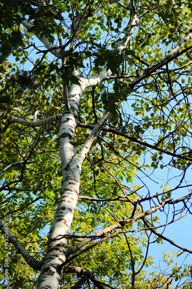 Fototapeta premium looking up at white paper birch tree bark and green leaf canopy with sunny sky