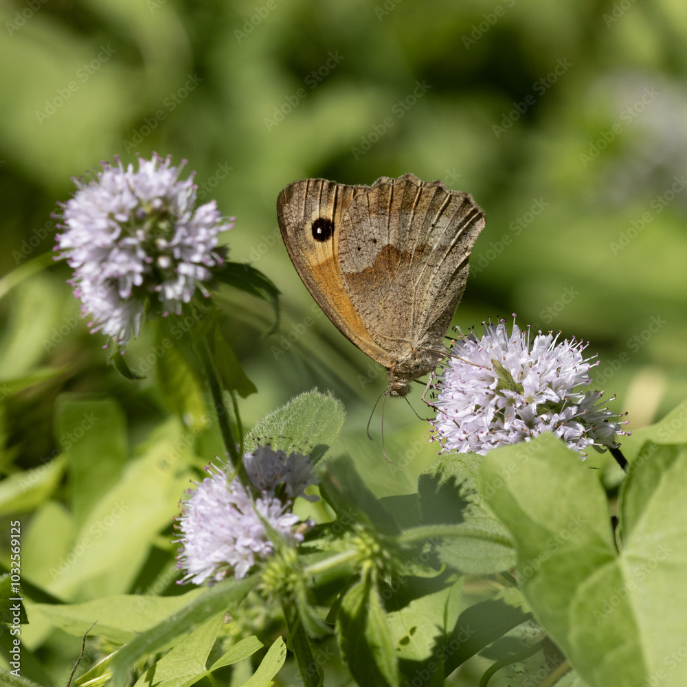 Fototapeta premium Papillon Myrtil ‘Maniola jurtina’