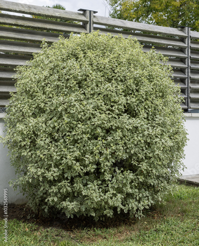 Pittosporum tenuifolium variegatum	 photo