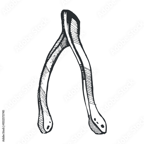 Bird bones for fortune telling and magic. Bones are hand drawn with ink on a white background. Vector illustration for Halloween. Suitable for holiday decor, invitations, cards, scrapbooking.