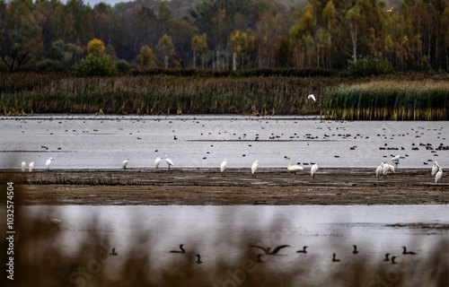 Wallpaper Mural gray and white herons at an autumn transit stop for rest on the lakes of the Moscow region Torontodigital.ca