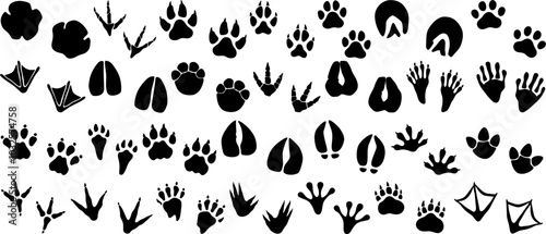 Animal footprint vector set - paw prints, hoof tracks, bird claws, and amphibian foot marks for wildlife identification, nature tracking, and design elements.