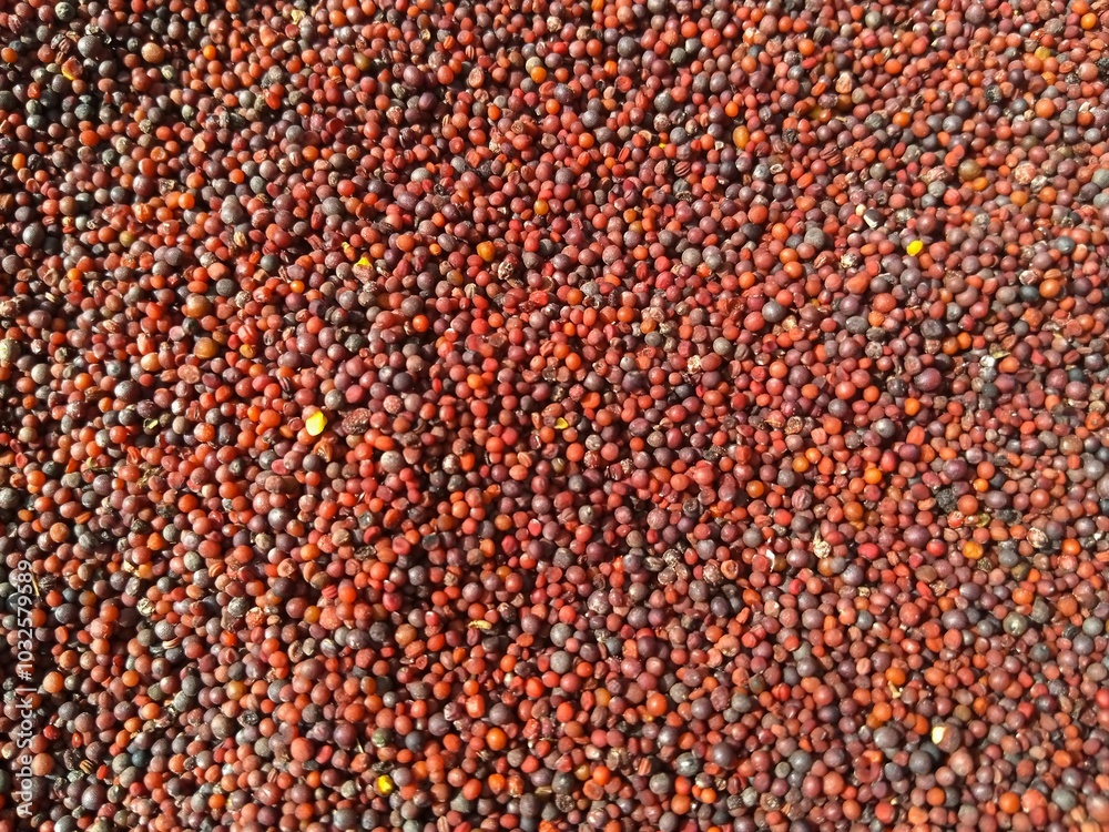 Closeup of Mustard seeds textured background for agricultural projects. Extremly small seeds for mustard oil