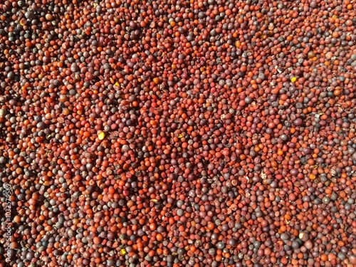 Obraz na płótnie Closeup of Mustard seeds textured background for agricultural projects. Extremly small seeds for mustard oil w salonie