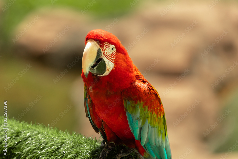 red parrot red parrot